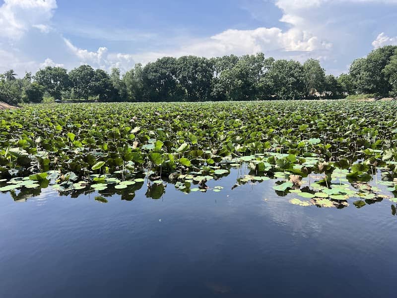 Bàu Sen Thiện Nghiệp