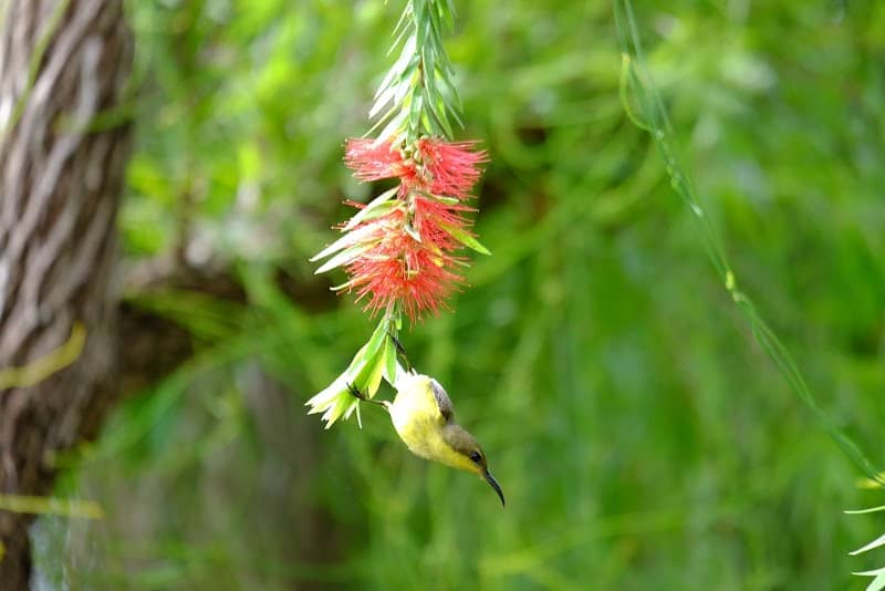 Review Bàu Sen Thiện Nghiệp – Cẩm Nang Du Lịch