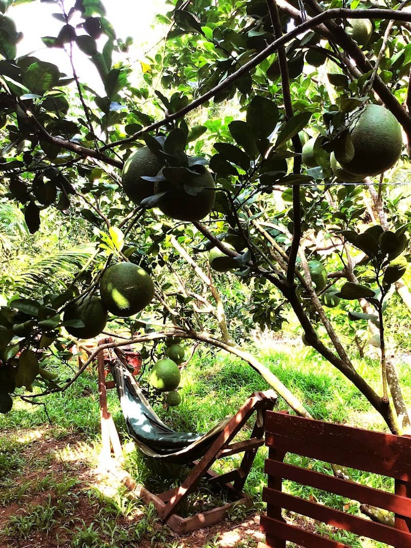 Ben Tre Farm Stay - Xóm Dừa Nước