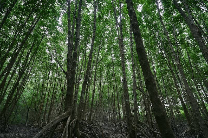 Đường đến Biểu tượng cua Cà Mau