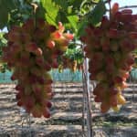 Review Bùng binh Ngã 3 Tân Hội – Cẩm Nang Du Lịch