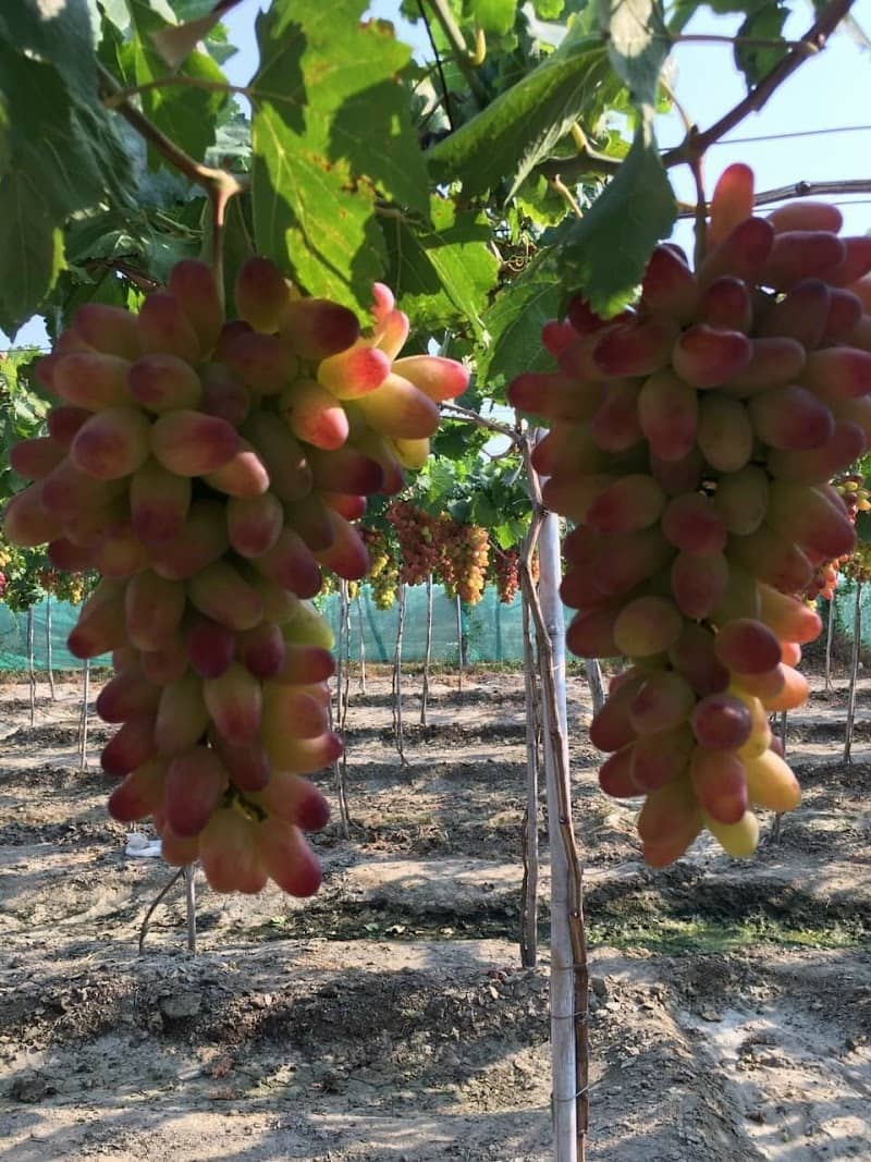 Review Bùng binh Ngã 3 Tân Hội – Cẩm Nang Du Lịch