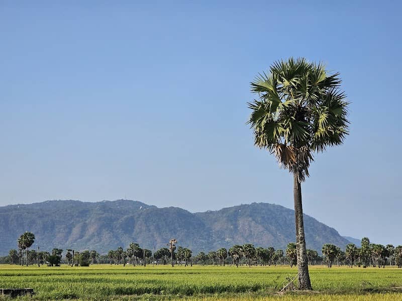 Cánh đồng Thốt Nốt Vĩnh Trung An Giang