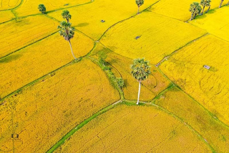 Hoàng hôn Cánh đồng Thốt Nốt