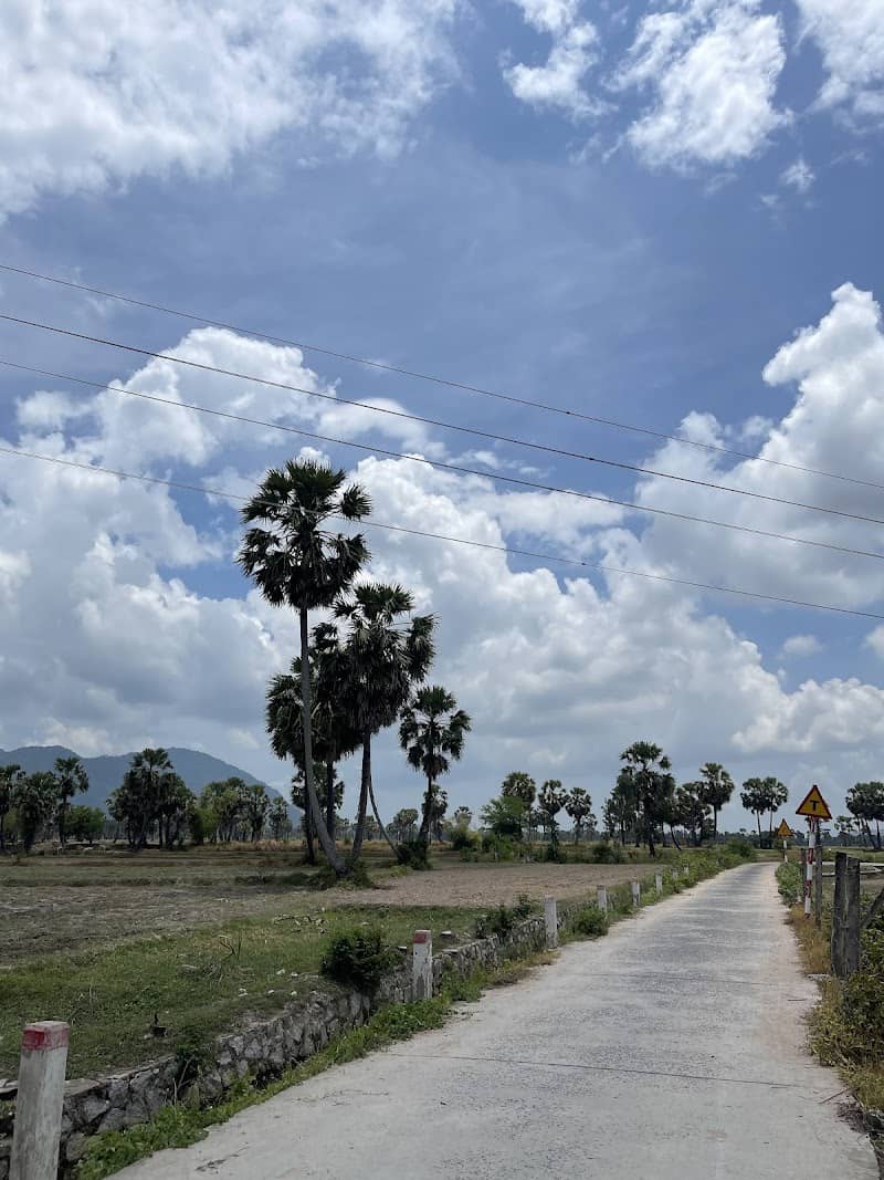 Cây thốt nốt đơn độc