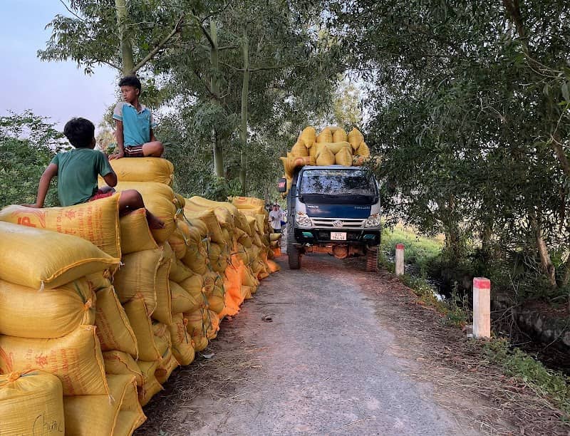 Cây thốt nốt trái tim An Giang
