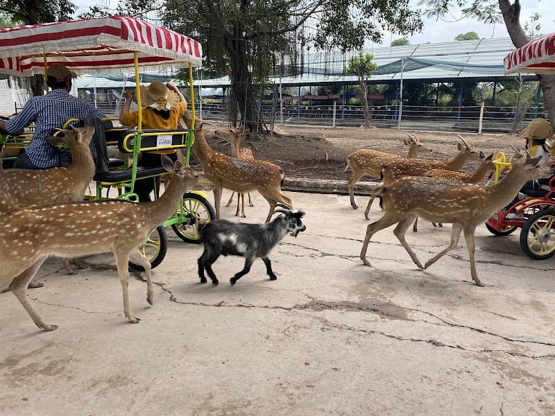 Khu Safari Mỹ Quỳnh