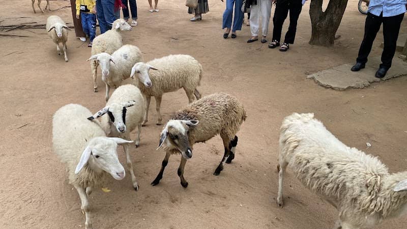 Đồi Cừu An Hòa – Review Chi Tiết Từ A-Z: Cười Thả Ga, Sống Ảo "Triệu Like"!