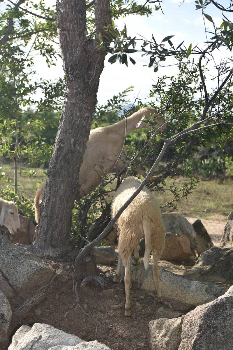 Cừu và núi ở An Hòa