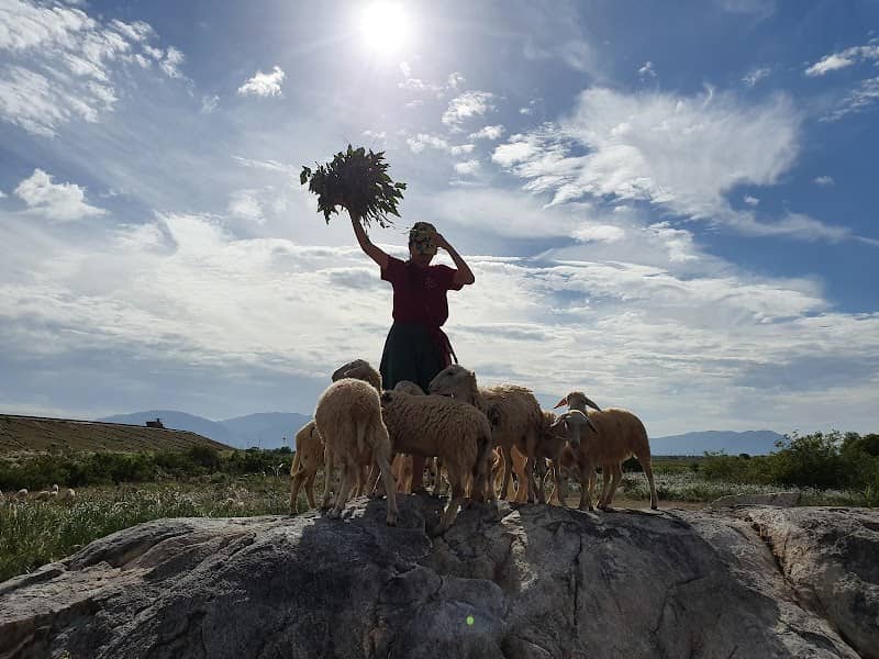 Đồi cừu Tuấn Quảng - Hoạt động