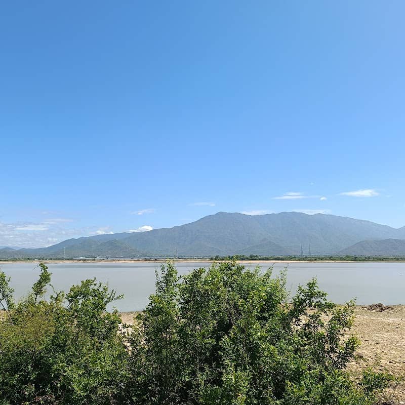 Review Đồi Cừu Tuấn Quảng – Kinh Nghiệm Du Lịch "Đốn Tim" Cùng Bầy Cừu Siêu Dễ Thương