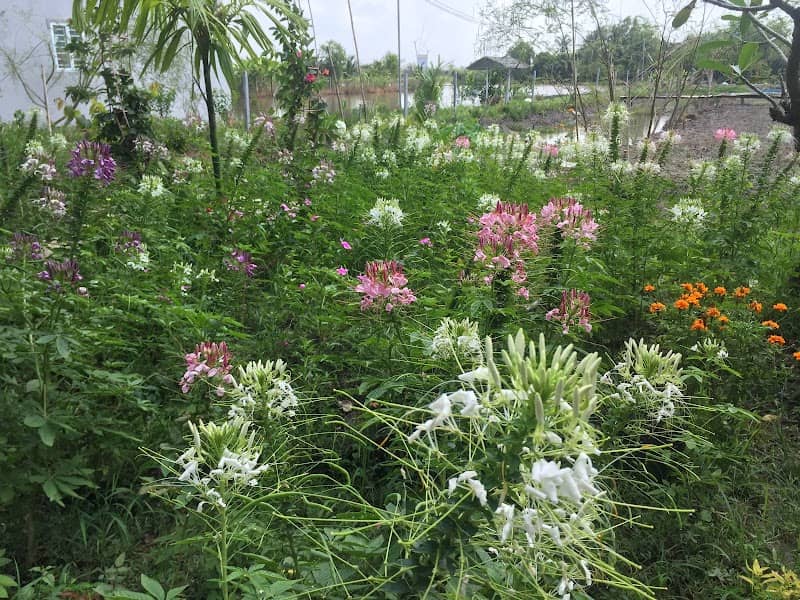 Hoàng hôn tại Đồng hoa Vĩnh Hiệp