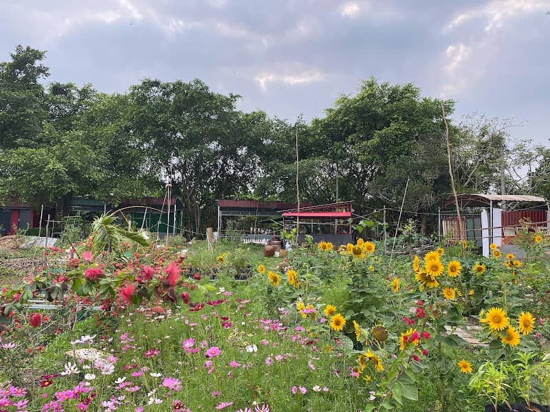 Trải nghiệm cắm trại tại Đồng hoa Vĩnh Hiệp