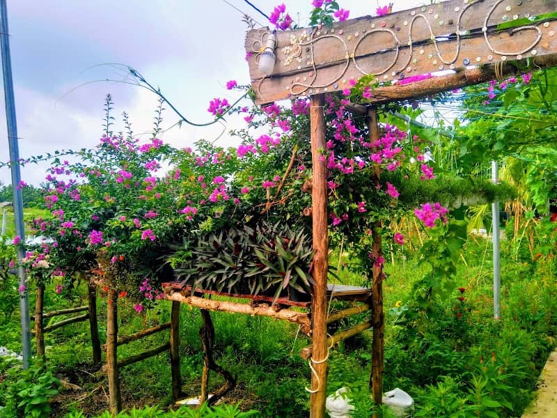 Thư giãn tại quán cà phê võng ở Đồng hoa Vĩnh Hiệp