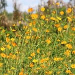 Review Đồng hoa Vĩnh Hiệp – Kinh Nghiệm Du Lịch