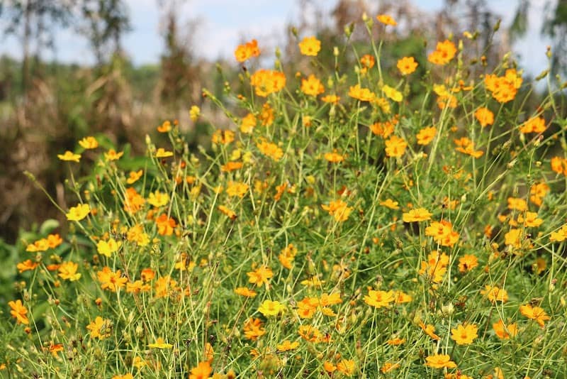 Ẩm thực đồng quê tại Đồng hoa Vĩnh Hiệp