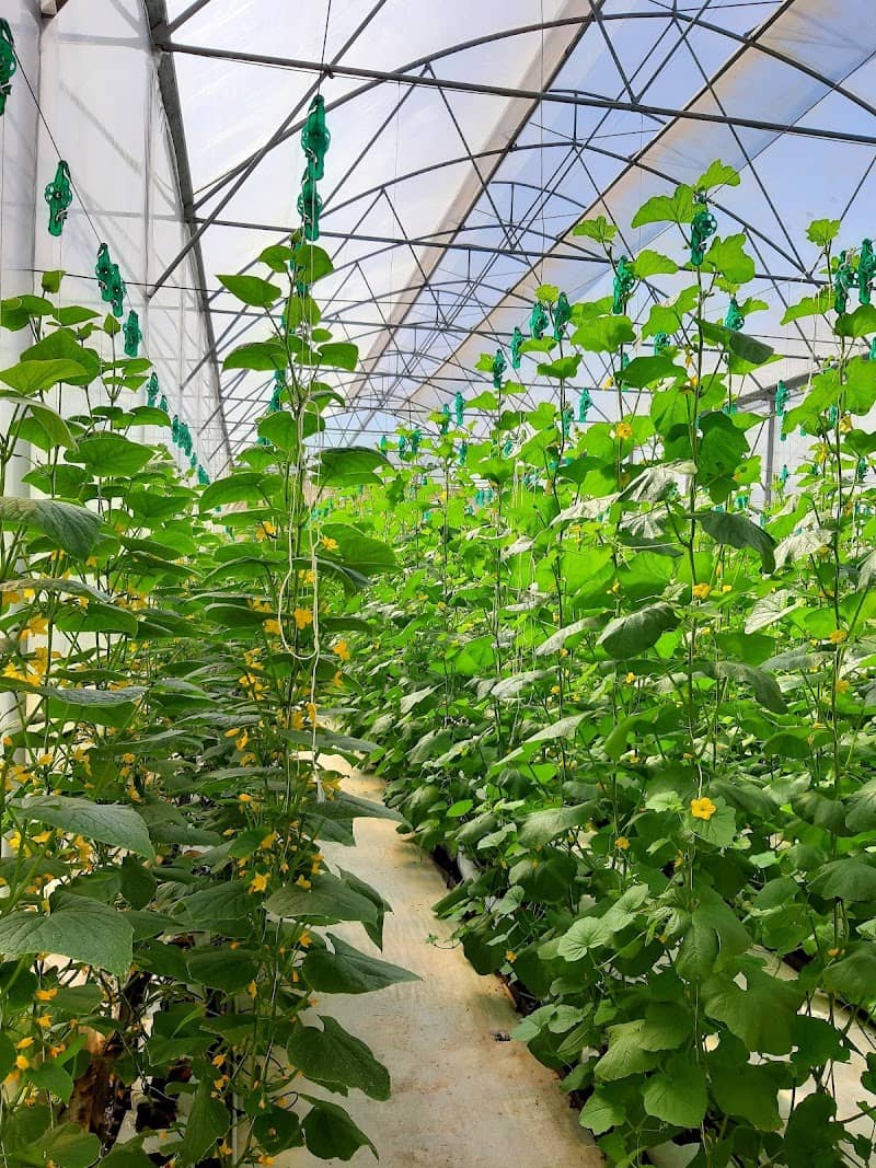 Du lịch Phú An Khang – Nơi Đánh Thức Cảm Xúc Miền Tây Sông Nước