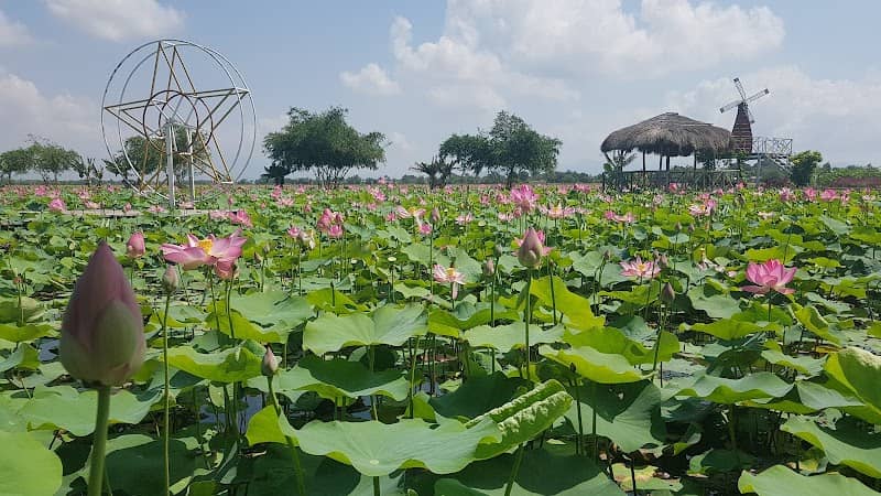 Đánh giá Sen Mỹ Hưng