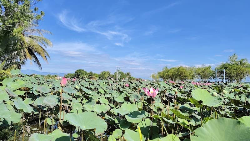 Kết luận về Sen Mỹ Hưng