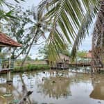 Review Sen Mỹ Hưng – Cẩm Nang Du Lịch