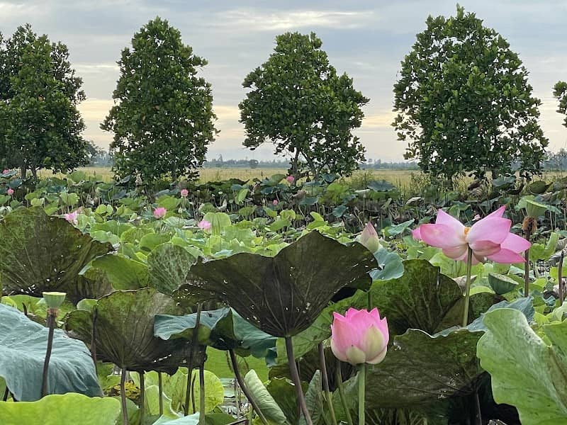 Ẩm thực tại Tiên Sen Đồng Tháp