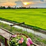Du Lịch Sinh Thái Tiên Sen Đồng Tháp Có Gì Hấp Dẫn? Review & Kinh Nghiệm Chi Tiết