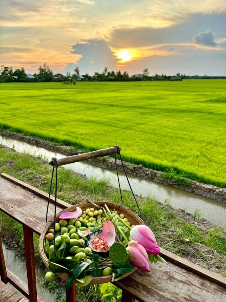 Du Lịch Sinh Thái Tiên Sen Đồng Tháp Có Gì Hấp Dẫn? Review & Kinh Nghiệm Chi Tiết