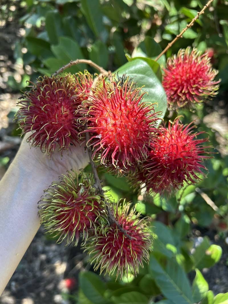 Khám phá vườn ổi tại Vườn Chú Lộc La