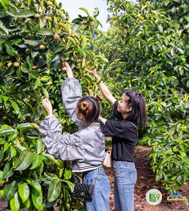 Mua trái cây tươi làm quà