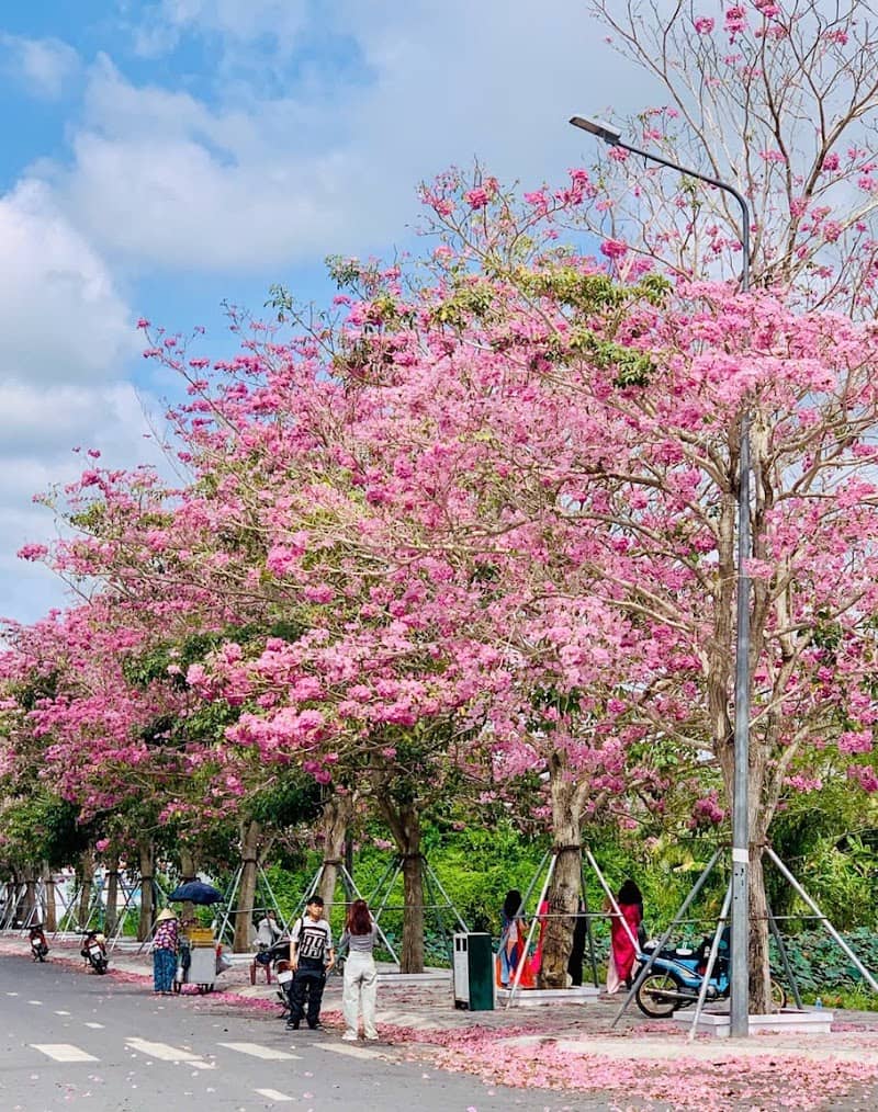 Đường Hoa Kèn Hồng Sóc Trăng