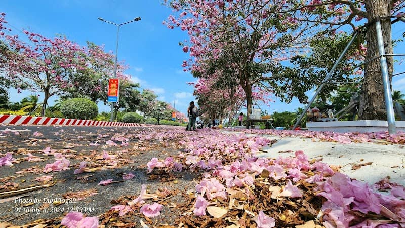 Khám phá Đường Hoa Kèn Hồng