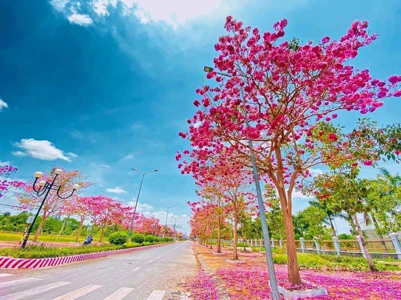 Hoa Kèn Hồng Sóc Trăng
