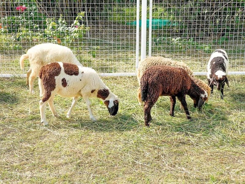 KDL Điện Mặt Trời An Hảo - Con đường xanh mát