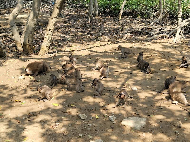 Đảo Khỉ Vàm Sát