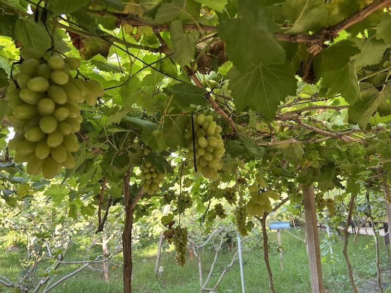 Các hoạt động tại Khu Du Lịch Sinh Thái Nam Hương