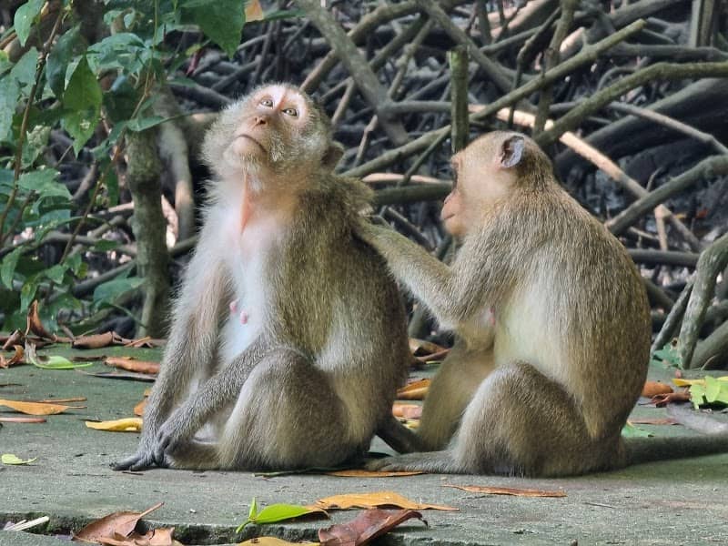 Đàn khỉ ở Khu dự trữ sinh quyển Cần Giờ