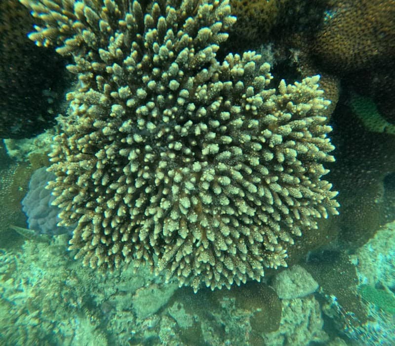 Kimie's Tours Diving