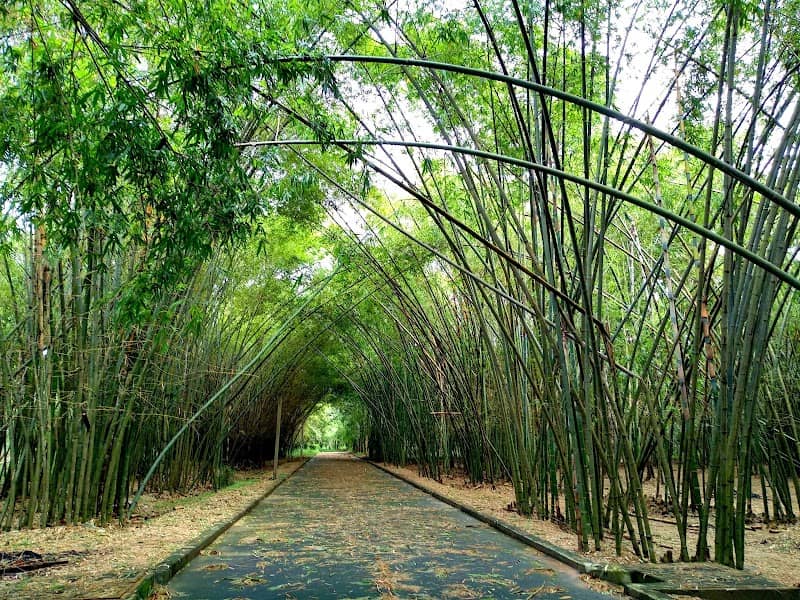 Review Làng tre Phú An – Cẩm Nang Du Lịch