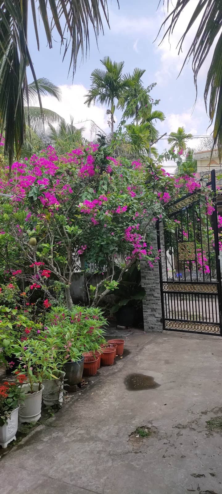 Khung cảnh yên bình tại Mê Kông Homestay