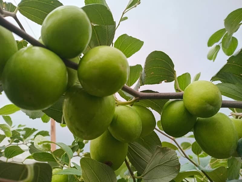 Du khách tại Ngon Farm (Hợp Tác Xã Nông Minh) trải nghiệm thu hoạch táo