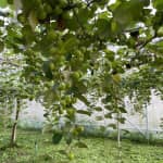 Ngon Farm (Hợp Tác Xã Nông Minh) Có Gì Hấp Dẫn? Review & Kinh Nghiệm Du Lịch Chi Tiết