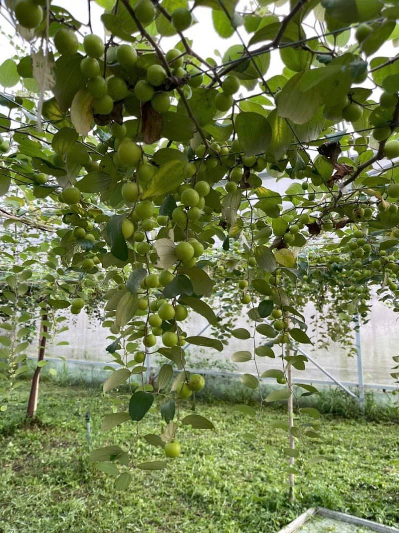 Vườn ổi xanh mướt tại Ngon Farm (Hợp Tác Xã Nông Minh)