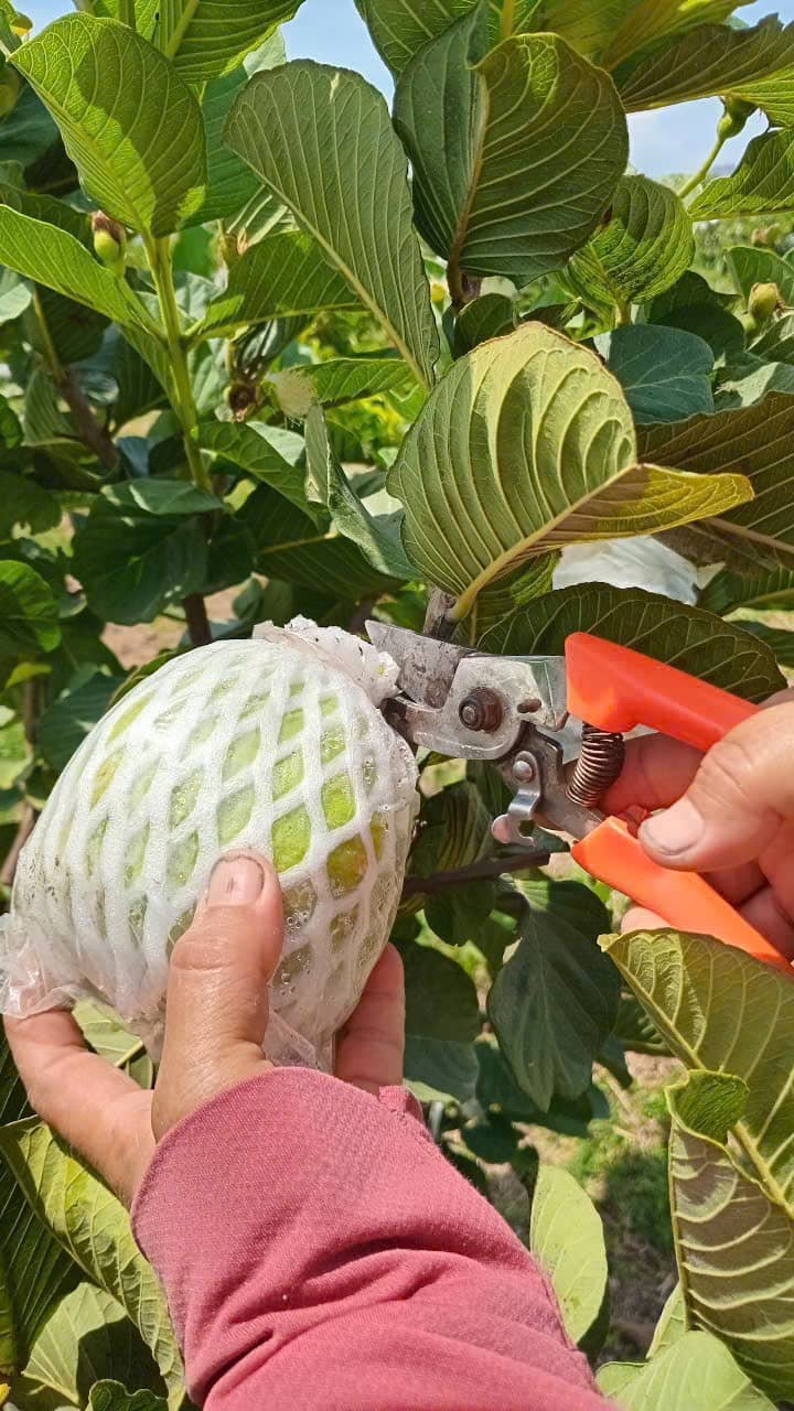 Toàn cảnh Ngon Farm (Hợp Tác Xã Nông Minh) với vườn cây xanh mát