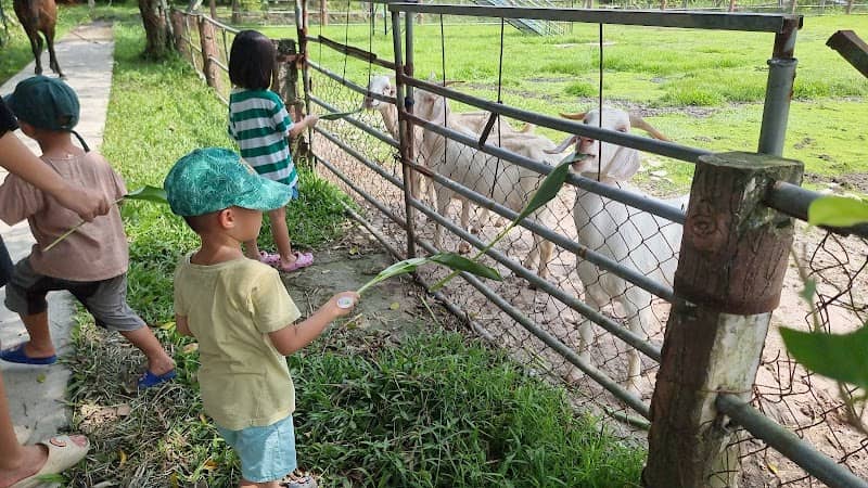 Hoạt động cắm trại tại Nông Trang Xanh