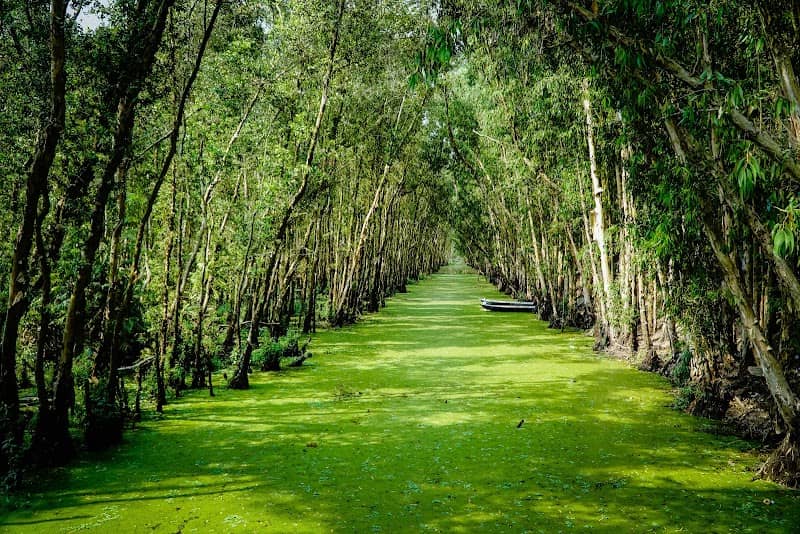 Cầu tre Rừng Tràm Trà Sư