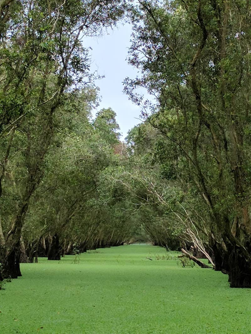 Toàn cảnh Rừng Tràm Trà Sư