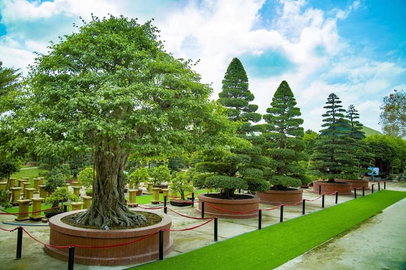 Du khách tham quan Sadec Bonsai Museum