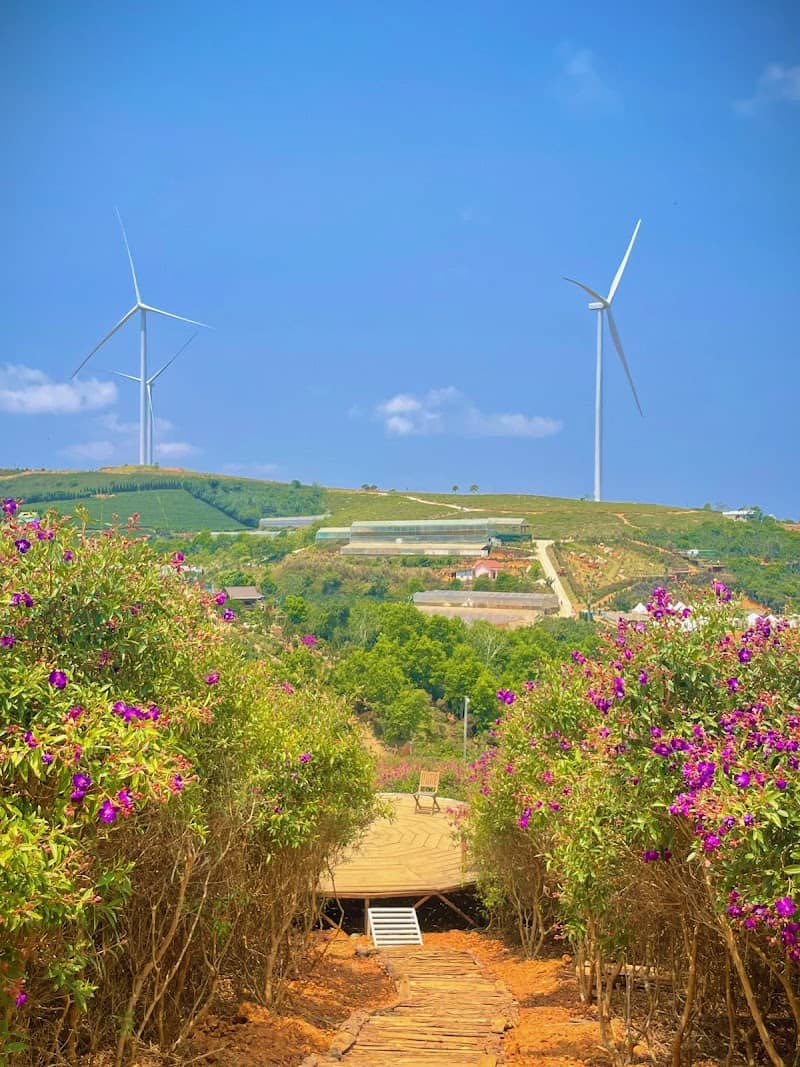 Săn mây Cầu Gỗ - Sông Mây