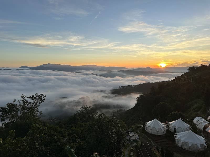 Con đường gỗ giữa đồi chè xanh mướt tại Panorama Cầu Đất