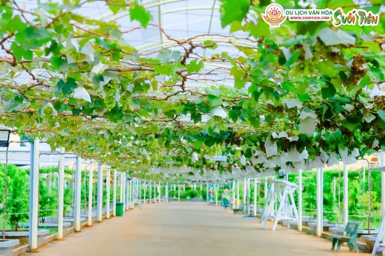 Vườn nho Suối Tiên Farm